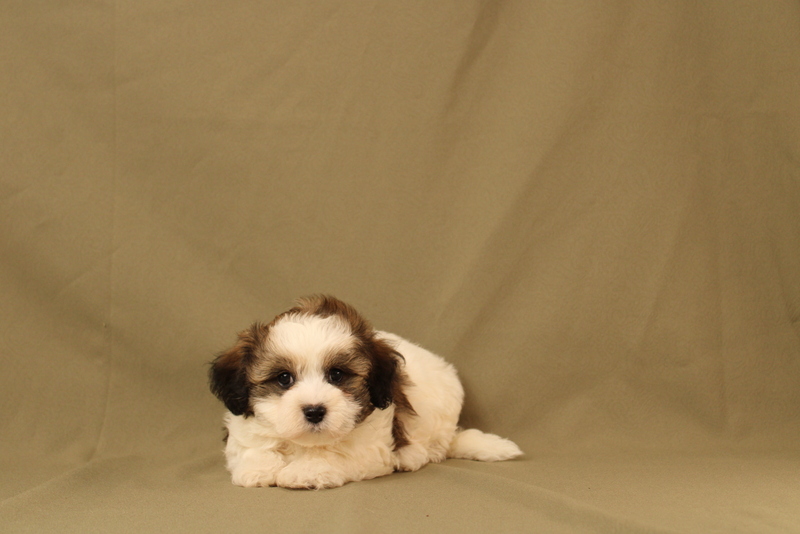 puppy, for, sale, Maltipoo, Matthew B. Stoltzfus, dog, breeder, Gap, PA, dog-breeder, puppy-for-sale, forsale, nearby, find, puppyfind, locator, puppylocator, aca